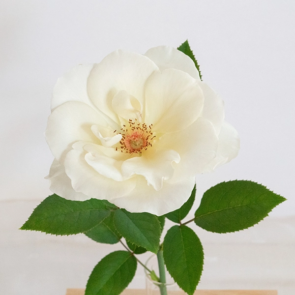 品種名COMING SOON